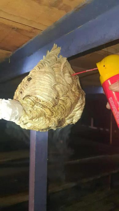 (大北马）遇蜂巢勿擅自出手灭，吉港口义消提醒蜂群会“报仇”