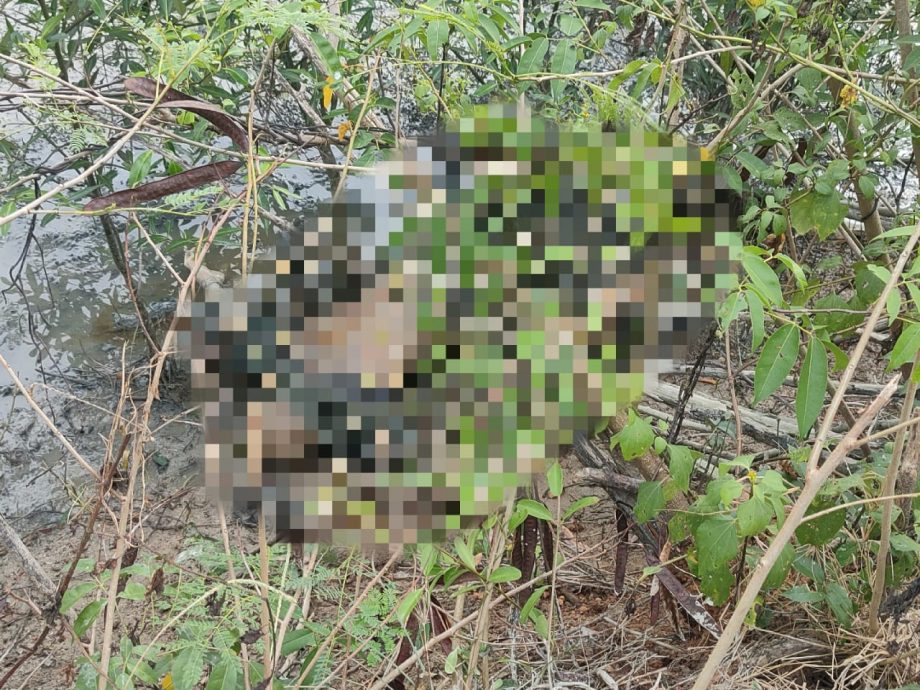 大都会/大港红树林发现男尸/1图