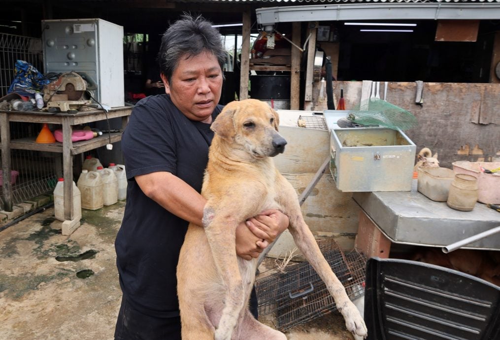 大都会/封面/“狗狗爱心之家”(Puppy's loving Home)浪浪们搬新家庆新居入伙