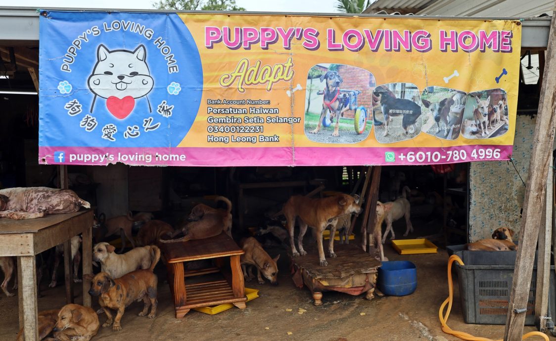大都会/封面/“狗狗爱心之家”（Puppy's loving Home）浪浪们搬新家庆新居入伙