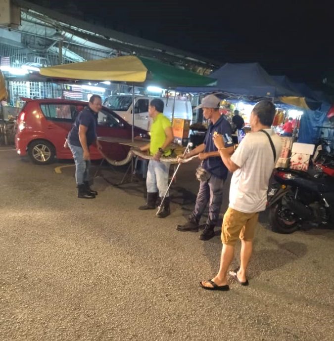 大都会/请签发/安邦太子园早市巴刹,蟒蛇吞噬野猫不果遭活擒