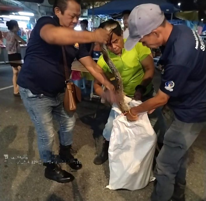 大都会/请签发/安邦太子园早市巴刹,蟒蛇吞噬野猫不果遭活擒