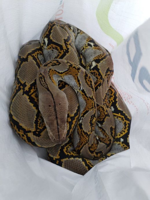 大都会/请签发/安邦太子园早市巴刹,蟒蛇吞噬野猫不果遭活擒