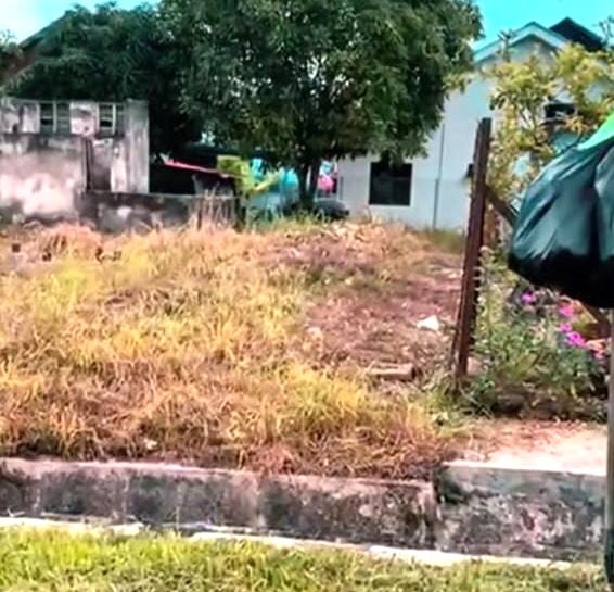 大都会/马来貘“迷路”了,在住家范围乱窜