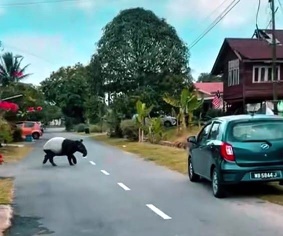 大都会/马来貘“迷路”了,在住家范围乱窜
