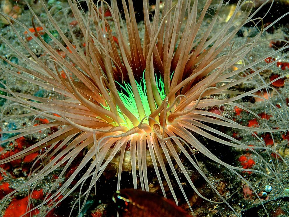 大都会（8月21日刊） 星角摄：发明家也是海底摄影师——萧光麟用镜头诉说海洋的呼吸