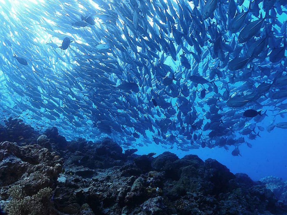 大都会（8月21日刊） 星角摄：发明家也是海底摄影师——萧光麟用镜头诉说海洋的呼吸