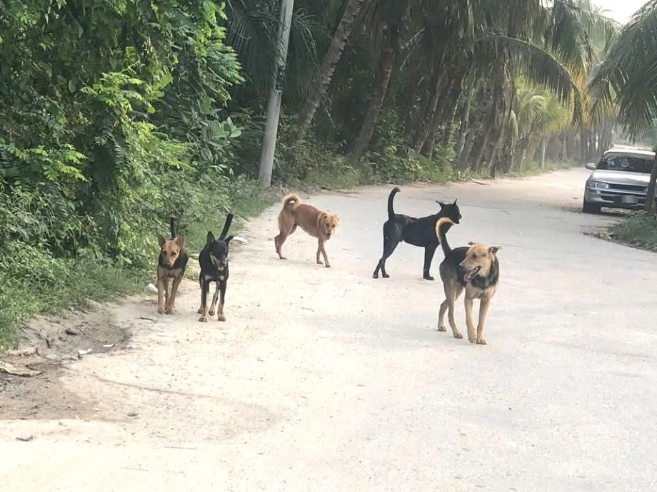 大都会/ME02头/每月捕捉逾百只野狗加影临时收容中心也爆满