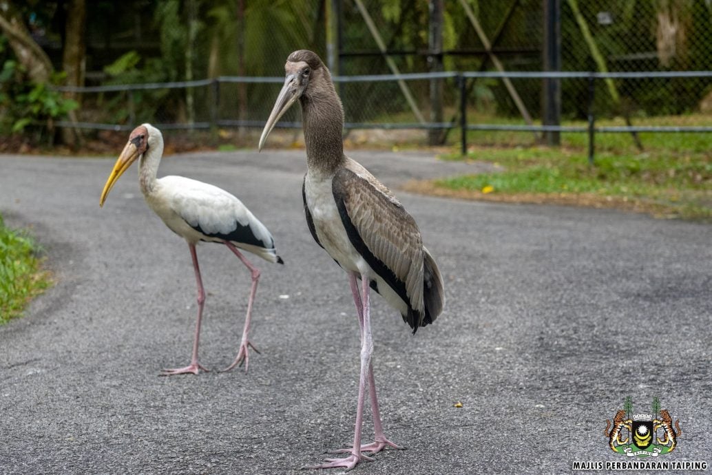 太平动物园 喜迎26新生命