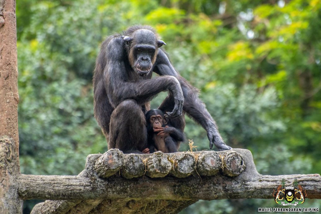 太平动物园 喜迎26新生命