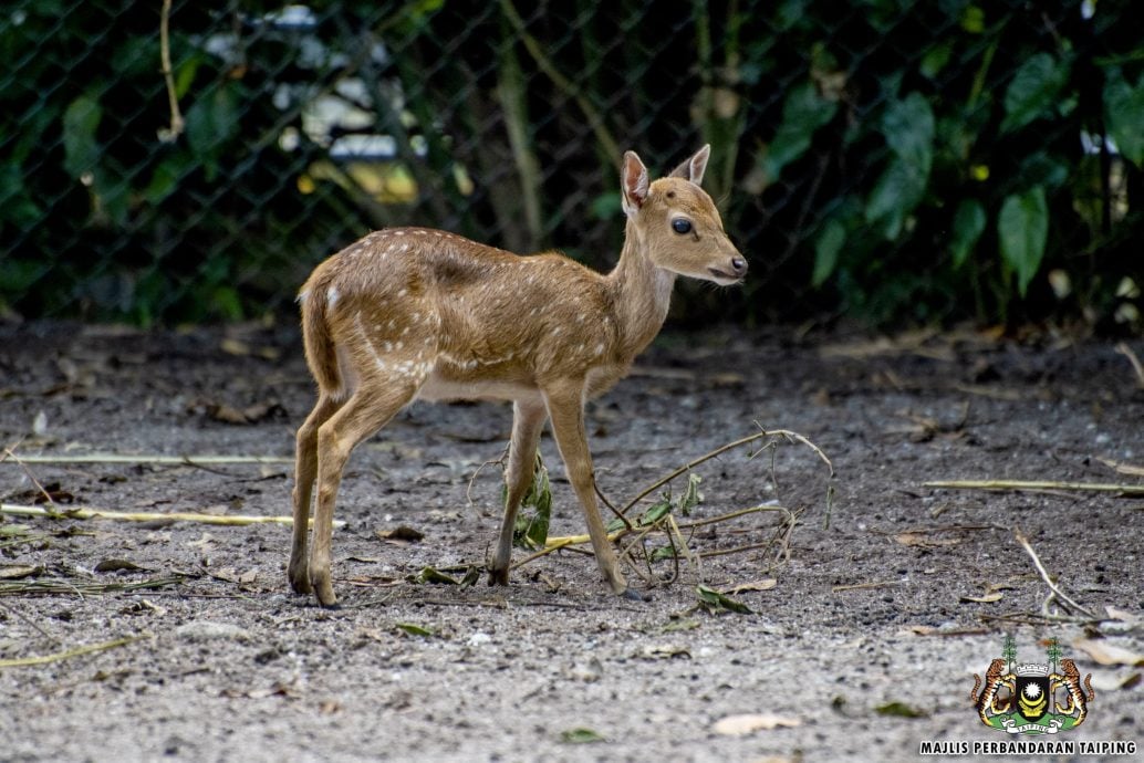 太平动物园 喜迎26新生命