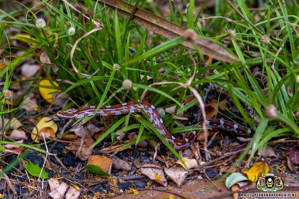 太平动物园 喜迎26新生命