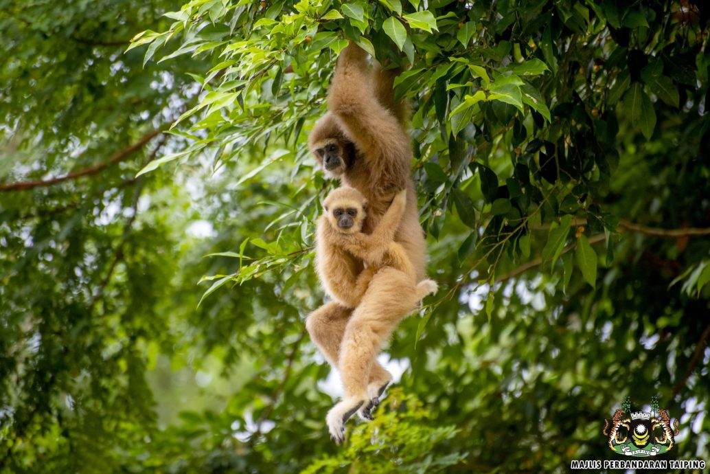 太平动物园 喜迎26新生命