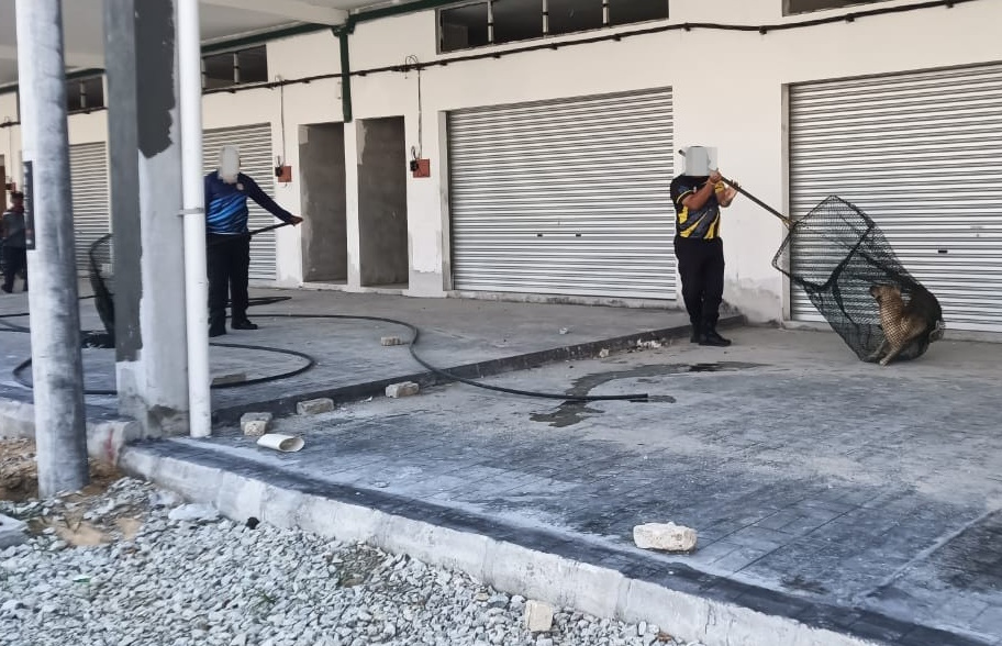 居民投诉 具安全隐患 华都牙也县会捕12狗