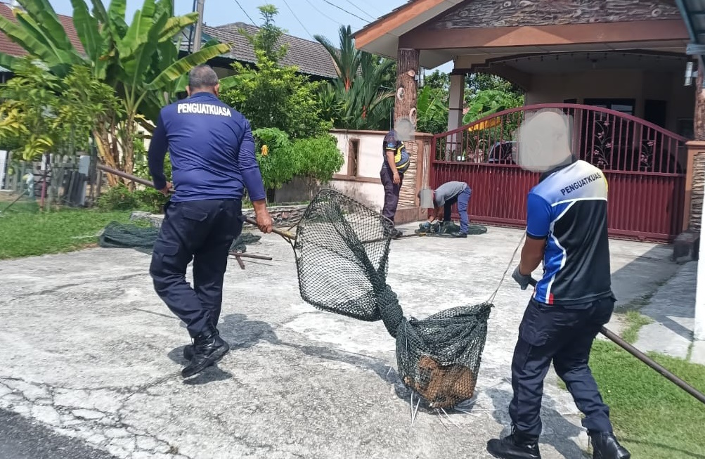 居民投诉 具安全隐患 华都牙也县会捕12狗