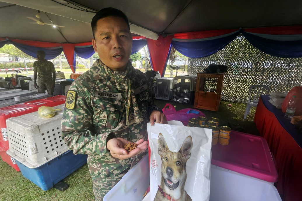 已签/25军犬亮相国庆庆典 宣传军犬国防作用