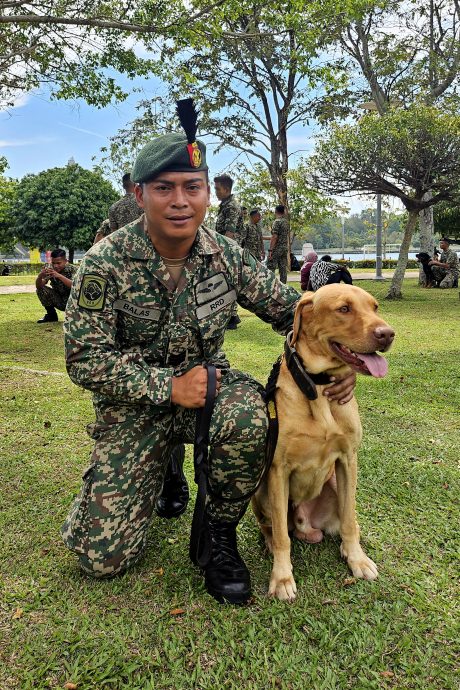 已签/25军犬亮相国庆庆典 宣传军犬国防作用