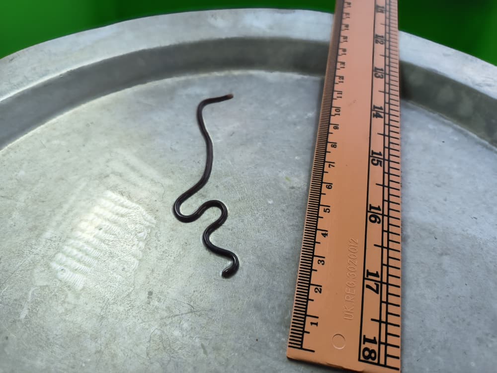 已签发 全国:退休老师发现最小的蛇-钩盲蛇