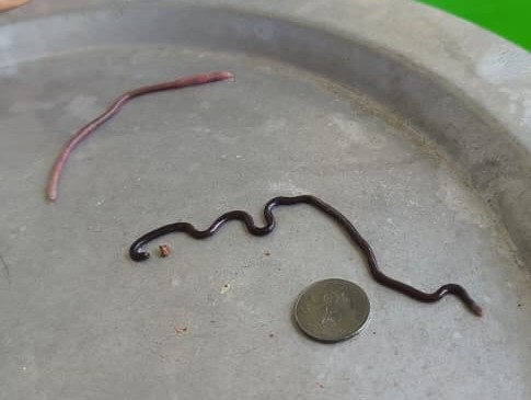 已签发 全国:退休老师发现最小的蛇-钩盲蛇