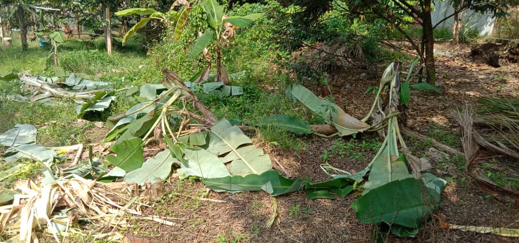 已签发 柔:推倒火车轨道篱笆 野象又闯沙翁新村