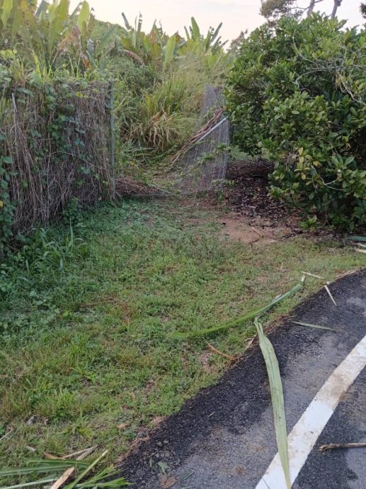 已签发 柔:推倒火车轨道篱笆 野象又闯沙翁新村