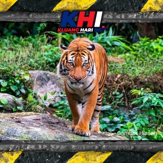 已签发 柔：网传老虎出现在居銮电台山  动保局到场巡视