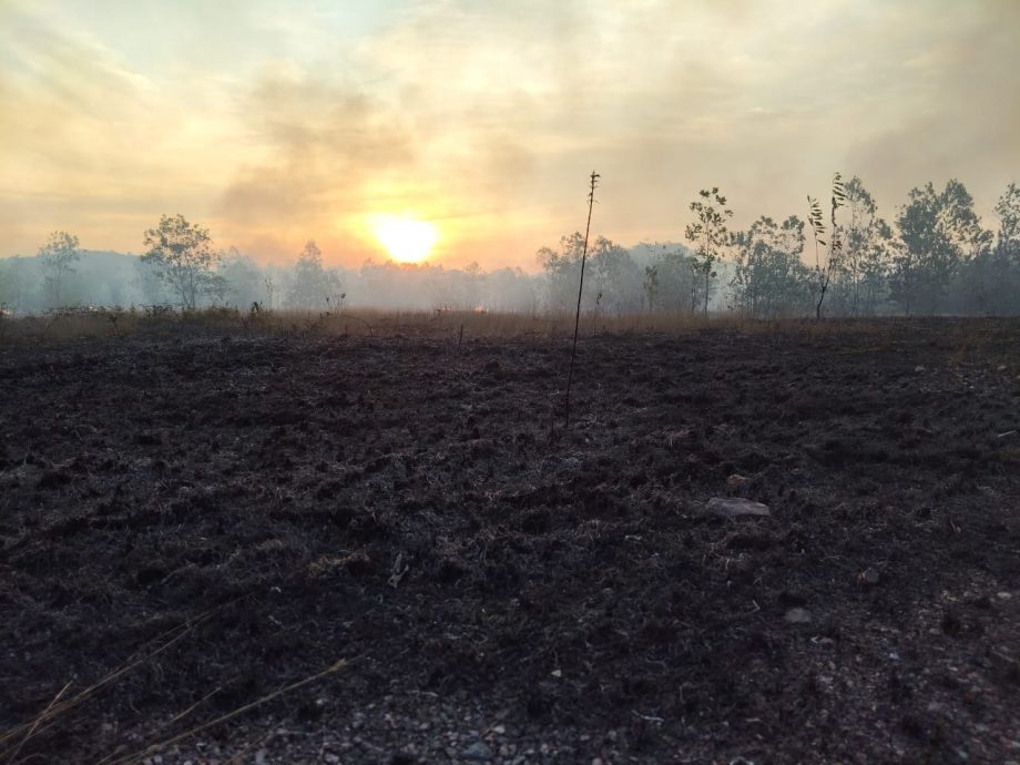 已签发//双溪布亚树林发生林火·消拯队12小时彻夜灭火