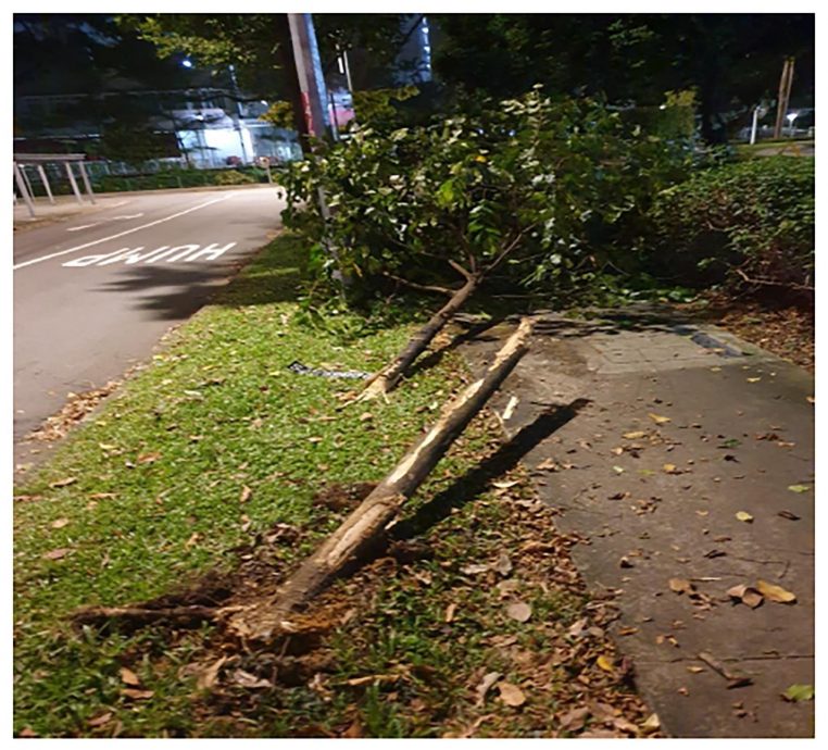 *已签发*柔：狮城二三事：男子凌晨醉驾载女友  吵架分神撞树判监吊照