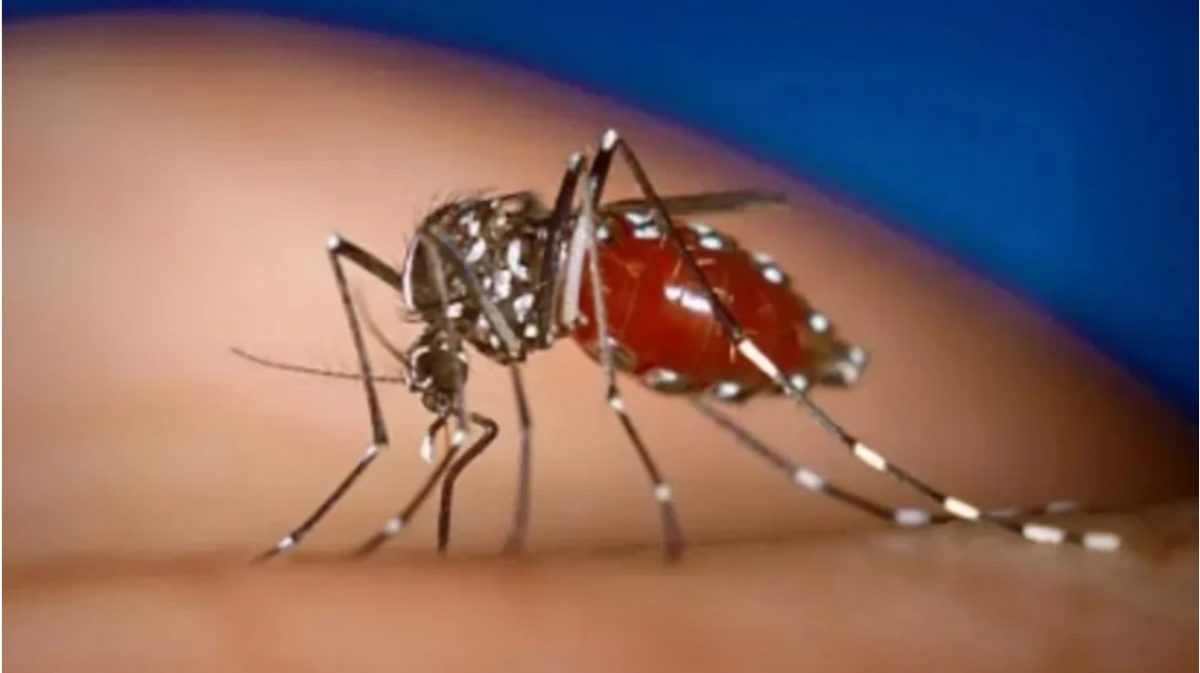 广东爆发大规模基孔肯亚热美国CDC发布二级旅游警告