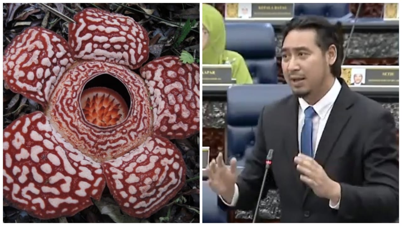 建议莱佛士花改名 袁怀绍：取名“安华花”也行