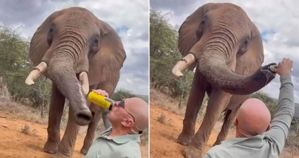 把啤酒倒入大象鼻子 男子引众怒急删视频