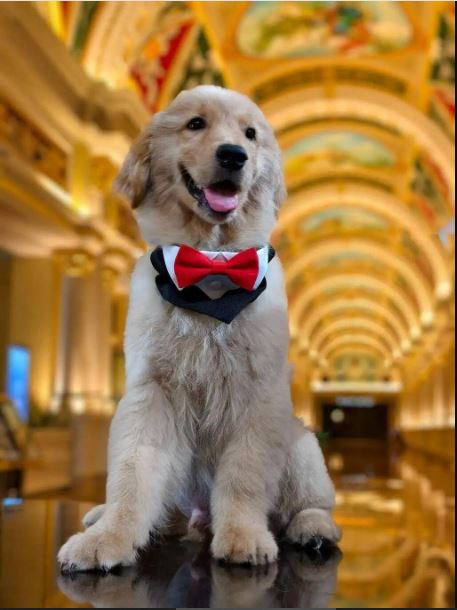 拚图两图)武汉酒店推“宠物陪睡” 陪睡犬日薪高达117令吉