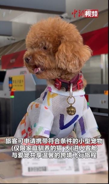 拚图)中航空推“宠物进客舱” 首扩北京飞曼谷航线