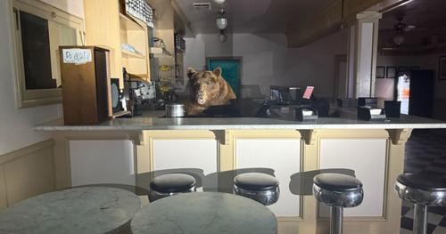 拚图)大熊闯入加州雪糕店后自行离开　无人受伤或损毁报告