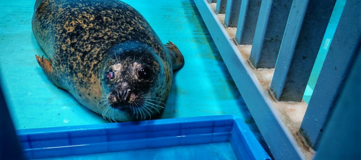 拚图)郑州海洋公园长期对海豚用镇定剂