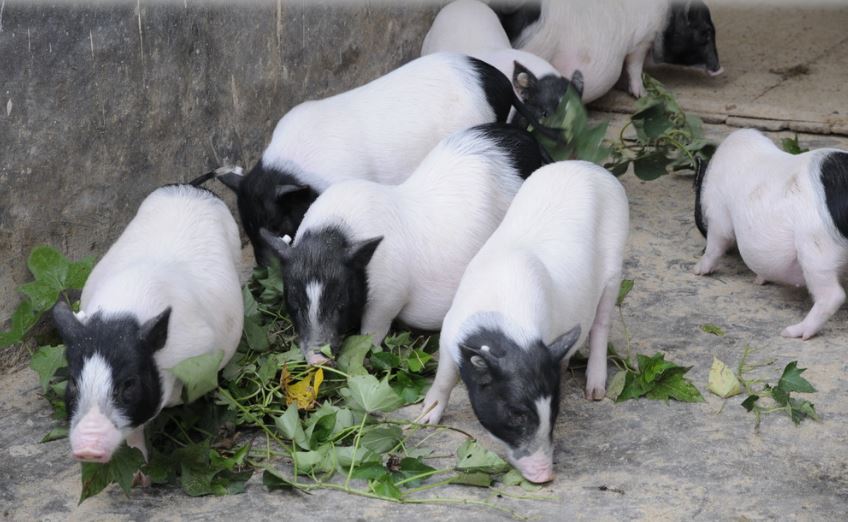 拼盘 全球首例基因改造猪肺移植人体成功 陆团队植入脑死病患呼吸长达9天