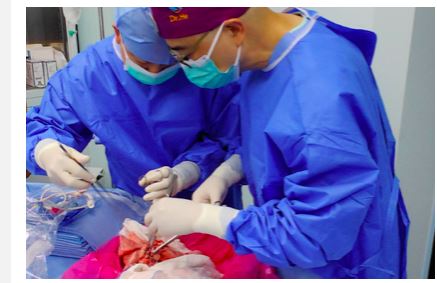 拼盘 全球首例基因改造猪肺移植人体成功 陆团队植入脑死病患呼吸长达9天