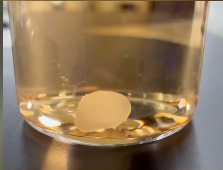 拼盘 沪培育厘米级生物人工心脏