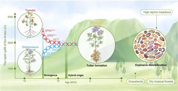 拼盘∕科学家揭马铃薯身世之谜 它的“妈妈”竟然是番茄