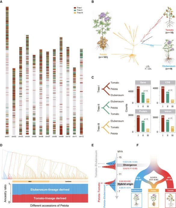 拼盘∕科学家揭马铃薯身世之谜 它的“妈妈”竟然是番茄