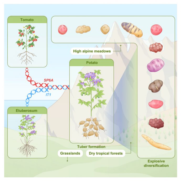 拼盘∕科学家揭马铃薯身世之谜 它的“妈妈”竟然是番茄