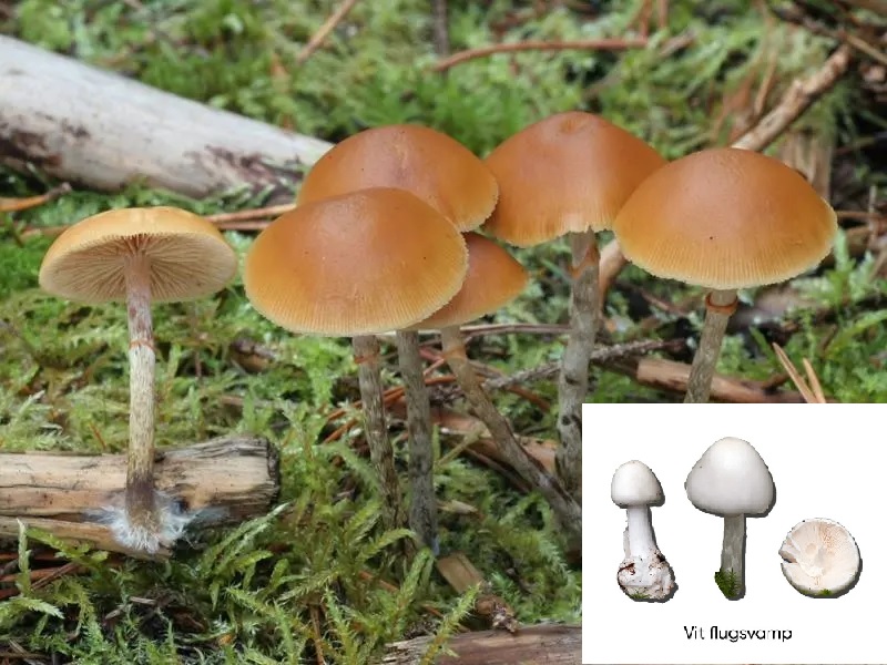 擅自采摘误食毒蘑菇 8中国游客集体入院“打卡”