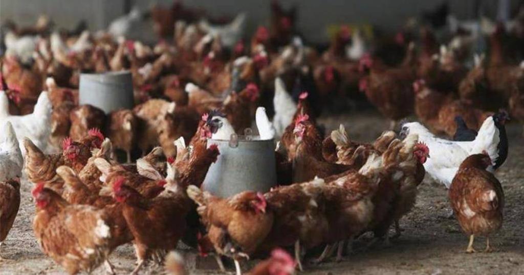 日本酷暑冲击畜牧业!新泻5000多只鸡被热死