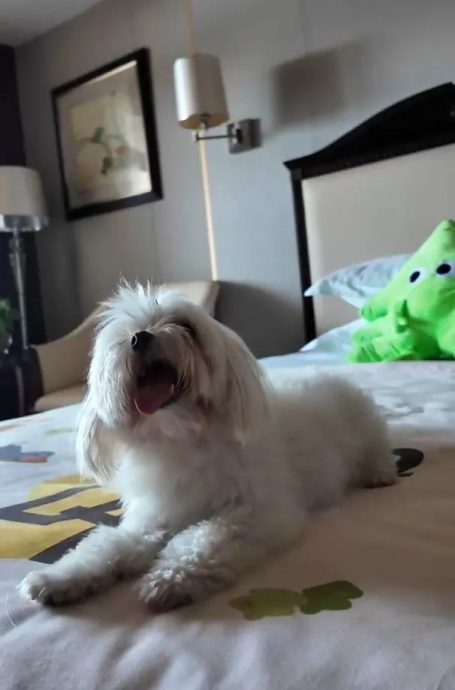 武汉酒店推“陪睡犬”服务 狗狗日薪60客人争相预约