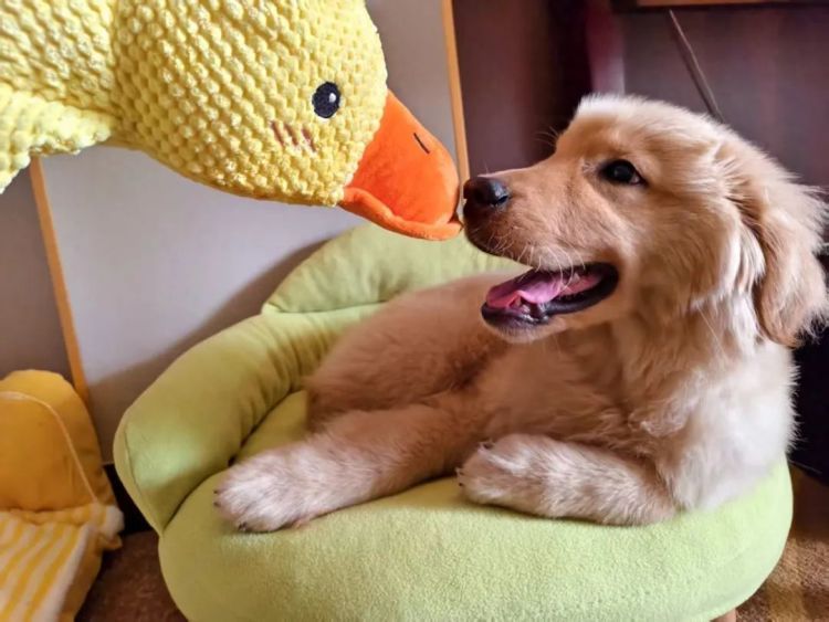 武汉酒店推“陪睡犬”服务 狗狗日薪60客人争相预约