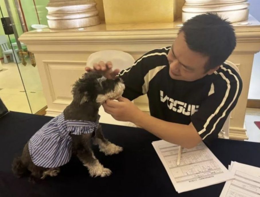 武汉酒店推“陪睡犬”服务 狗狗日薪60客人争相预约