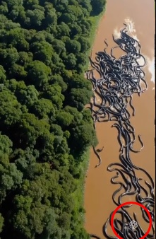 求真／亚马逊河巨蟒游走视频 人工智能生成