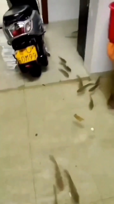 求真／网传“台湾南部淹水鱼进客厅”不实 实为广东潮州场景