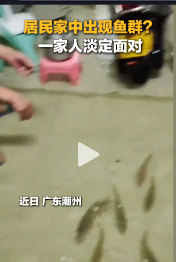 求真／网传“台湾南部淹水鱼进客厅”不实 实为广东潮州场景