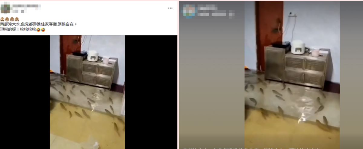求真／网传“台湾南部淹水鱼进客厅”不实 实为广东潮州场景